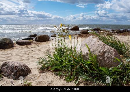 Primo piano fiore giallo sulla spiaggia del Mar Baltico con massi e vista sul mare Foto Stock