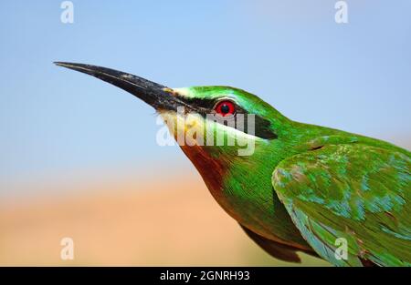 Apicolata blu, Merops persicus - ritratto Foto Stock