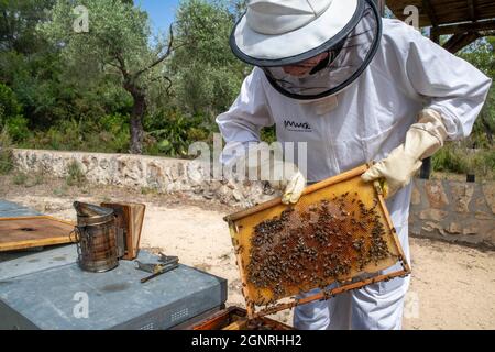 Apicoltore o agricoltore di miele a Murià El Perelló, Tarragona, Spagna. Apicoltori e api melliere sull'alveare, Catalogna, Spagna. Sei generazioni di apicoltore Foto Stock