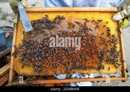 Telaio di covata e di apiario a Murià El Perelló, Tarragona Spagna. Apicoltori e api melliere sull'alveare, Catalogna, Spagna. Sei generazioni di apicoltori, Foto Stock