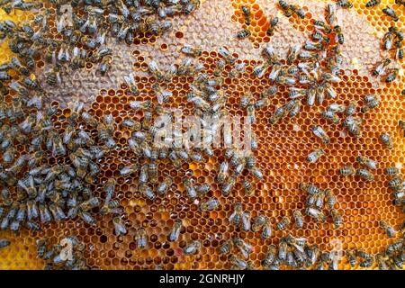 Telaio di covata e di apiario a Murià El Perelló, Tarragona Spagna. Apicoltori e api melliere sull'alveare, Catalogna, Spagna. Sei generazioni di apicoltori, Foto Stock