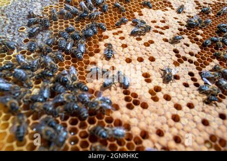 Telaio di covata e di apiario a Murià El Perelló, Tarragona Spagna. Apicoltori e api melliere sull'alveare, Catalogna, Spagna. Sei generazioni di apicoltori, Foto Stock