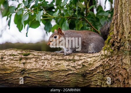 Albero arrampicata Nut burier grigio scoiattolo nativo degli Stati Uniti Foto Stock