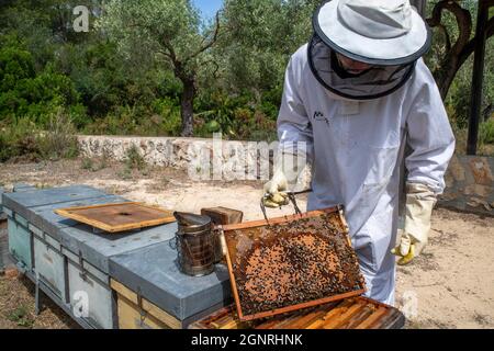 Apicoltore o agricoltore di miele a Murià El Perelló, Tarragona, Spagna. Apicoltori e api melliere sull'alveare, Catalogna, Spagna. Sei generazioni di apicoltore Foto Stock