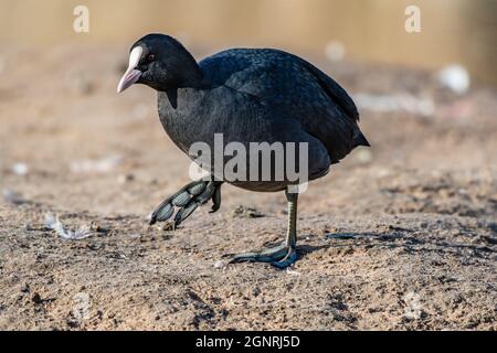 Comune Eurasian Coot fulica atra andare per una passeggiata sul litorale Foto Stock