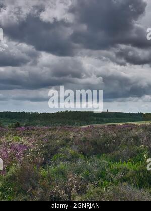 Un cielo enorme, minaccioso e tempestoso su una serie di alberi coperti North York Moors colline, con fiore di erica e brughiera in primo piano. Foto Stock