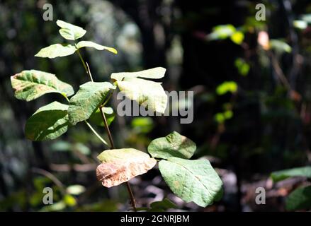 Pacific Poison Oak (Toxicodendron diverslobum) pianta sul backbone Trail attraverso il Topanga Canyon state Park nel Topanga Canyon, California USA Foto Stock