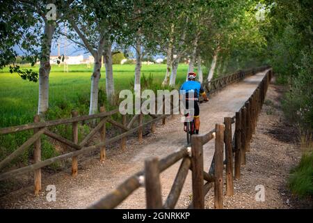 Pedalando sul Parco Naturale del Delta del Ebre nel Delta dell'Ebro all'alba (provincia di Tarragona, Catalogna, Spagna). Il Parco Naturale del Delta del Ebro o De Foto Stock