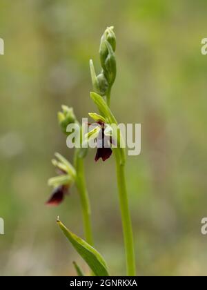 Fly Orchid (insettifera di Ophrys) gocce di pioggia, Bonsai Bank, Dende Woods, Kent UK, Foto Stock