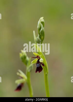 Fly Orchid (insettifera di Ophrys) gocce di pioggia, Bonsai Bank, Dende Woods, Kent UK, Foto Stock