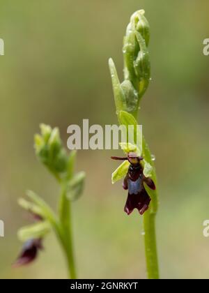 Fly Orchid (insettifera di Ophrys) gocce di pioggia, Bonsai Bank, Dende Woods, Kent UK, Foto Stock