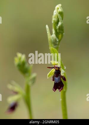 Fly Orchid (insettifera di Ophrys) gocce di pioggia, Bonsai Bank, Dende Woods, Kent UK, Foto Stock