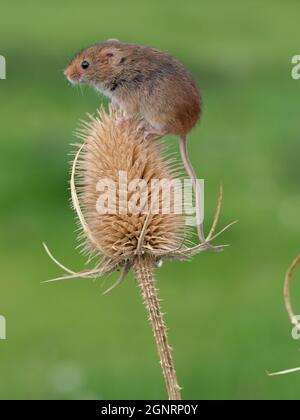 Mouse Eurasiano della raccolta (Micromys minutus) che sale sulla testa di seme di Teasel (Dipsacus Fullonum), Regno Unito Foto Stock