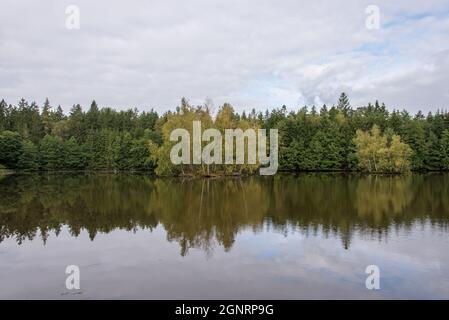 Quiete sorge la foresta: Riflessione su uno dei numerosi stagni di pesci del Palatinato superiore della Baviera Foto Stock