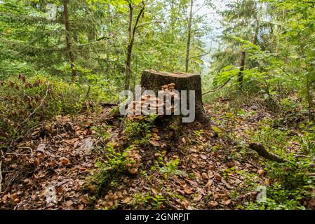 Vita, morte e nuova vita: Un ceppo di legno ricoperto di funghi in una foresta bavarese Foto Stock