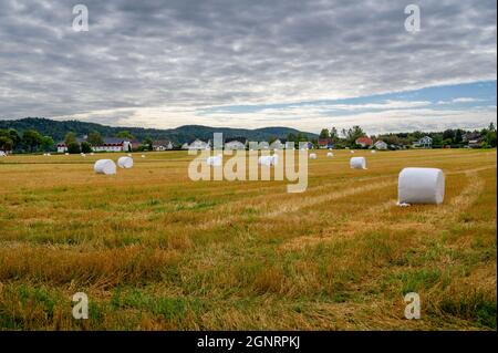 Palle di fieno avvolte in plastica bianca sparse su un campo agricolo a Ulefoss, Telemark, Norvegia. Foto Stock