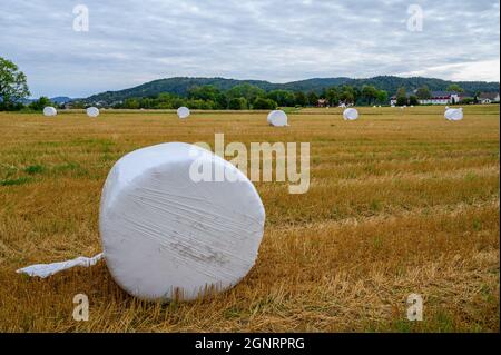 Palle di fieno avvolte in plastica bianca sparse su un campo agricolo a Ulefoss, Telemark, Norvegia. Foto Stock