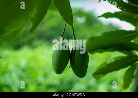 Ci sono due verde unmipe e mango crudo appendere di fronte alla pianta di iuta Foto Stock