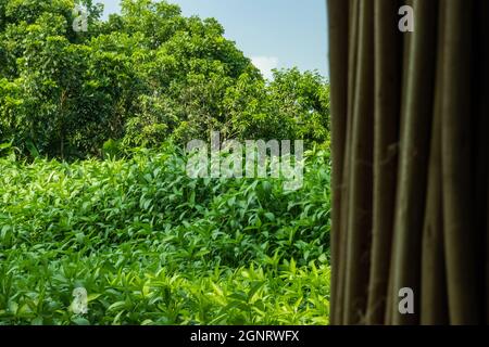 Uno dei sottoprodotti della iuta è il bastone di iuta. Questi sono essiccati nei cantieri delle famiglie nei villaggi, per essere poi utilizzati come legna da ardere Foto Stock