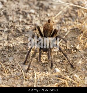 California Tarantula maschio adulto in cerca di una femmina durante la stagione di accoppiamento. Joseph Grant County Park, Santa Clara County, California, USA. Foto Stock