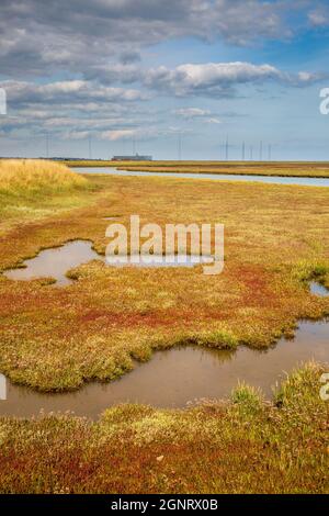 Dall'altra parte della palude fino agli alberi radio Cobra Mist a Orfordness, Suffolk, Inghilterra Foto Stock