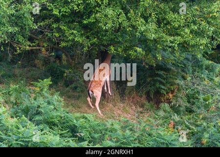 Cervo femmina (Dama dama) che raggiunge in albero di ciliegia per foglie succulente, Woolhope Herefordshire Regno Unito. Luglio 2021 Foto Stock