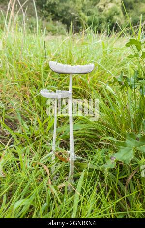 Hare's-Foot Inkcap (Coprinopsis lagopus) che cresce in una riserva naturale nella campagna dell'Herefordshire Regno Unito. Settembre 2021. Foto Stock