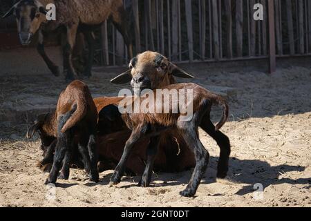 madre di pecora di chamberun con i suoi bambini allo zoo di berlino. i giovani animali sono molto giocosi Foto Stock