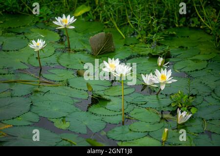 Giglio d'acqua (Ninfeaceae, ninfee, lilly) che fiorisce in stagno. Fiumi e stagni sono riempiti di gigli d'acqua bianca durante la stagione delle piogge. I nati Foto Stock