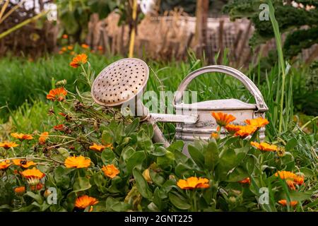 Primo piano di un annaffiatoio d'annata in un giardino con marigolds Foto Stock