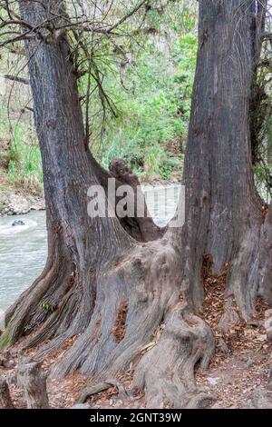 Rio Azur e Montezuma cipresso Taxodium mucosronatum , Guatemala Foto Stock