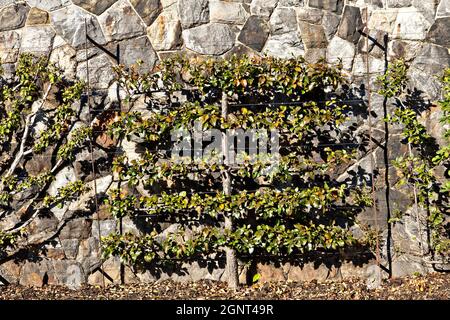 Alberi da frutta Espaliered nei giardini murati della tenuta Biltmore durante l'autunno ad Asheville, Carolina del Nord. La casa, di proprietà privata della famiglia Vanderbilt, è la più grande casa in America con oltre 250 camere. Foto Stock