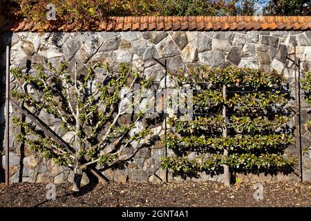 Alberi da frutta Espaliered nei giardini murati della tenuta Biltmore durante l'autunno ad Asheville, Carolina del Nord. La casa, di proprietà privata della famiglia Vanderbilt, è la più grande casa in America con oltre 250 camere. Foto Stock