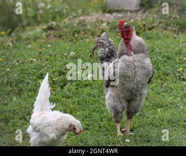 Gallo che guarda il pollo Foto Stock