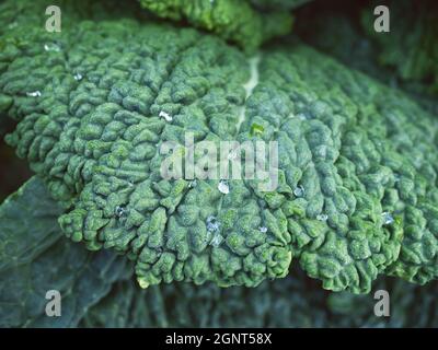 Particolare di foglia fresca matura di cavolo savoia (Brassica oleracea sabauda) con gocce di rugiada in giardino fatto in casa. Closeup. Agricoltura biologica, sana Foto Stock