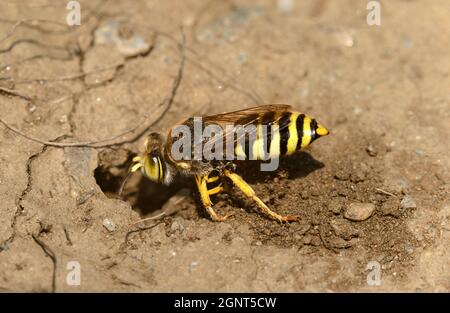 Vespa di sabbia (Bembix rostrata) scavando la sua burrow, Vallese, Svizzera Foto Stock