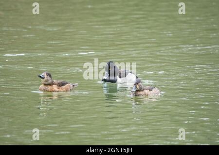 Un'anatra maschio con collo ad anello e due femmine che nuotano lentamente sul lago in un primo piano della giornata invernale Foto Stock