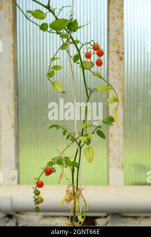 Una pianta di pomodoro di ciliegia con gambo sottile e tortuoso e rami con frutta matura e non matura all'interno di una grande serra. Foto Stock