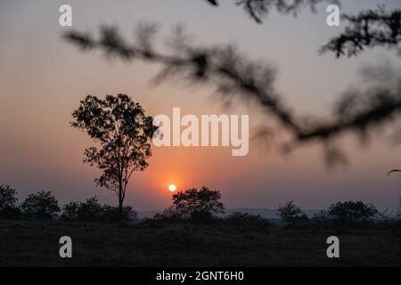 Alba con cielo chiaro che ha un albero. Foto Stock