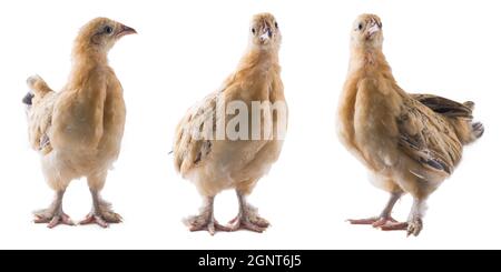 insieme di pollo di bantam giovane, piccola varietà di polli, razza ornamentale gialla sparata in diverse angolazioni, isolato su sfondo bianco Foto Stock