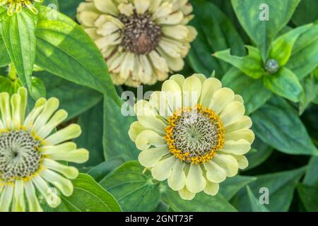 Zinnia elegans 'Queen Lime'. Foto Stock