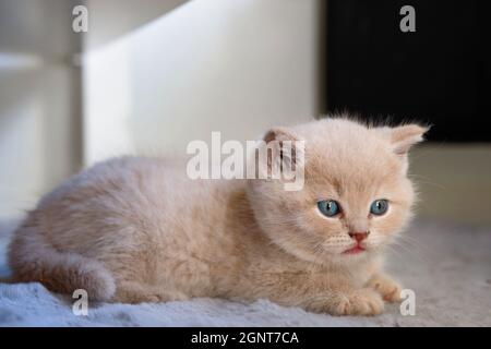 Il piccolo gattino britannico di crema di shorthair si trova su un tappeto morbido. Gli occhi blu di un gatto guardano in lontananza. Foto Stock