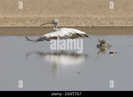 Pelican dalmata (Pelecanus crispus) decollo da acque poco profonde piccolo Rann di Kachchh, Gujarat, India Novembre Foto Stock