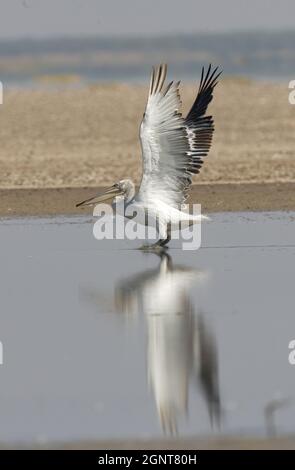 Pelican dalmata (Pelecanus crispus) decollo da acque poco profonde piccolo Rann di Kachchh, Gujarat, India Novembre Foto Stock