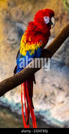 Il macaw del carlet (Ara macao) è un pappagallo sudamericano grande, rosso, giallo e blu Foto Stock