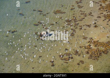 Francia, Morbihan (56), Baie de Quiberon, Golfe du Morbihan, Presqu'île de Rhuys, Arzon, Port-Navalo (vue aérienne) // Francia, Morbihan, Baie de Quiber Foto Stock