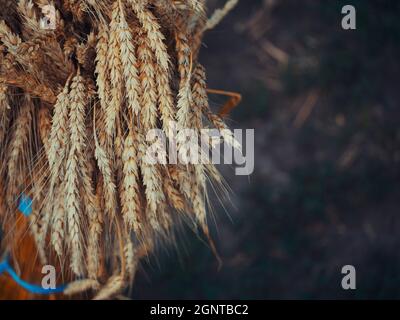 Una guaina di spighe di grano mature. Spikelets primo piano. Foto Stock