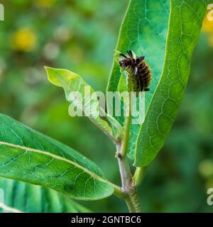 Un bruco Tussock Moth si nutre di foglie di munghia. Foto Stock