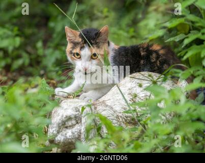 Gatto calico ferale in giardino all'aperto Foto Stock