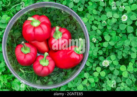 Peperoni rossi dolci in un cesto di vetro su erba verde. Ortaggi per vegani. Mucchio di peperoni rossi grandi maturi . Il peperone rosso dolce, buono per la salute. Foto Stock